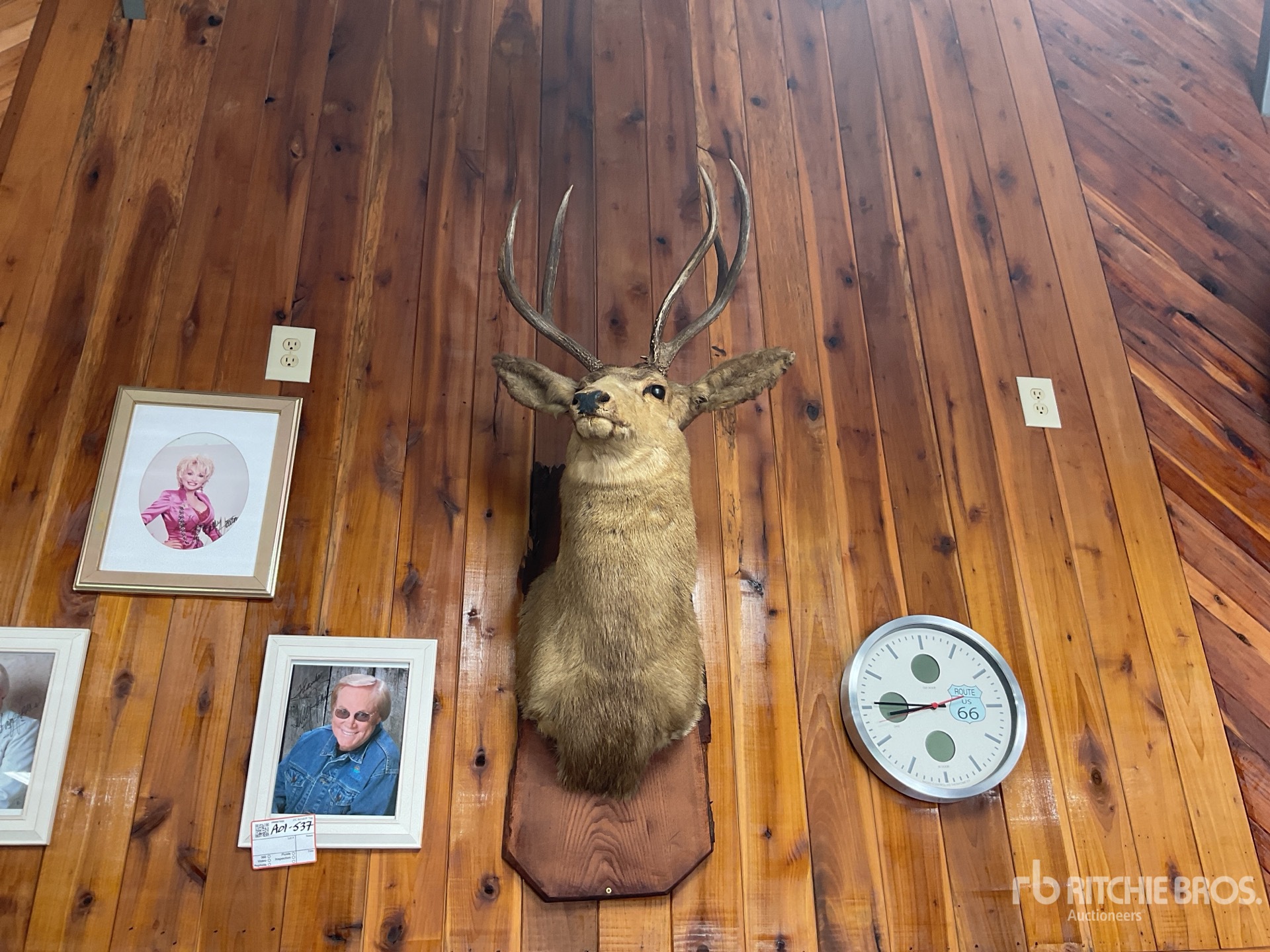 mule deer mount
