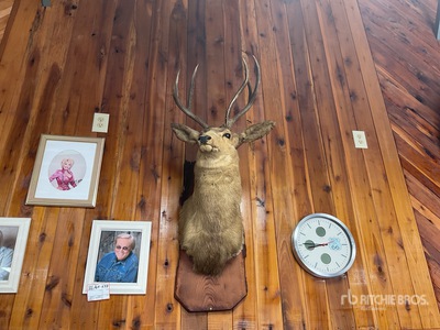 mule deer mount Antiguedades