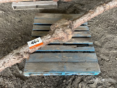Log with Burls