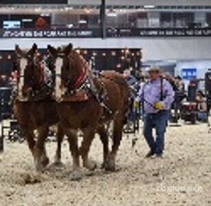 Diamond Horseshoe Ranch - Melville, SK (Fred & Barney)