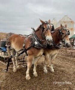 Ron & Ryan Sebastian - Lumsden, SK (Skinner & Cecil)