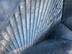Engine with Radiator