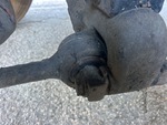 Underbody with Suspension Bushings
