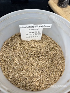 Quantity of (20) Intermediate Wheatgrass Seed
