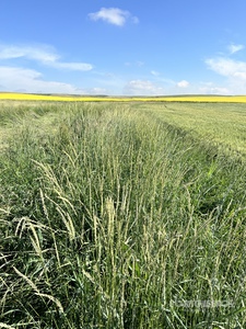 Quantity of (20) Intermediate Wheatgrass Seed