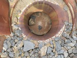 Feeder with