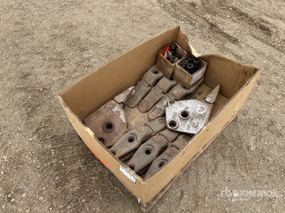 Quantity of Cat Teeth