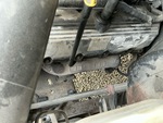 Motore with Exhaust System