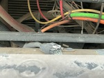 Moteur with Fuites du système de refroidissement