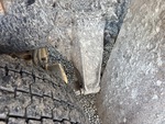 Underbody with Molle/staffe di sospensione