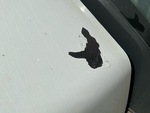 General Appearance with Paint