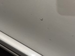 General Appearance with Paint