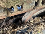 Undercarriage with Right Idler