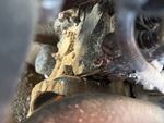 Engine with Oil Leaks