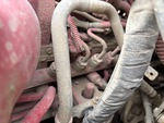 Silnik with Fuel Leaks