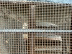 Chassis with Screen Cloth