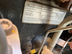 Engine with Emission Label