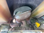 Engine with Exhaust System