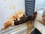 General Appearance with Paint